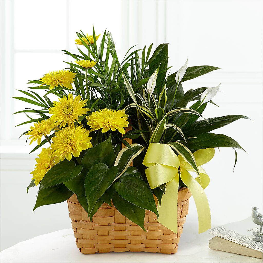 Loving Light Dishgarden – KRISTINA'S BASKETS AND BOUQUETS, Smithfield NC