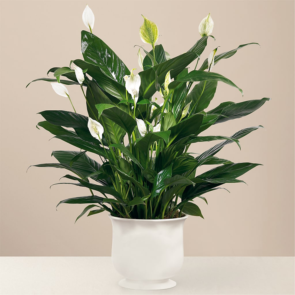 Comfort Planter – KRISTINA'S BASKETS AND BOUQUETS, Smithfield NC