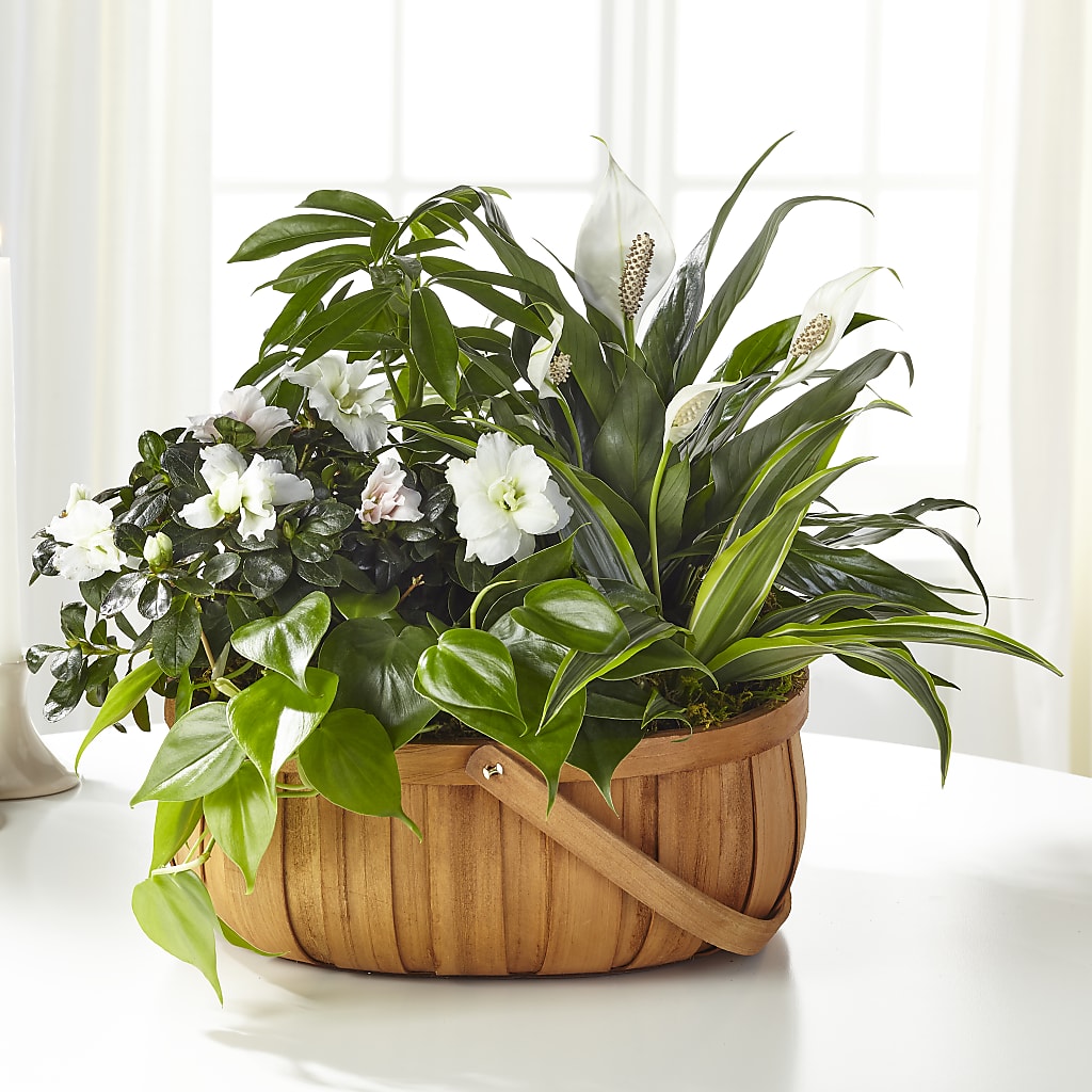 Serene Dishgarden – KRISTINA'S BASKETS AND BOUQUETS, Smithfield NC