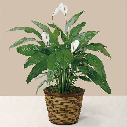 Tranquil Moments Peace Lily Plant – KRISTINA'S BASKETS AND BOUQUETS, Smithfield NC