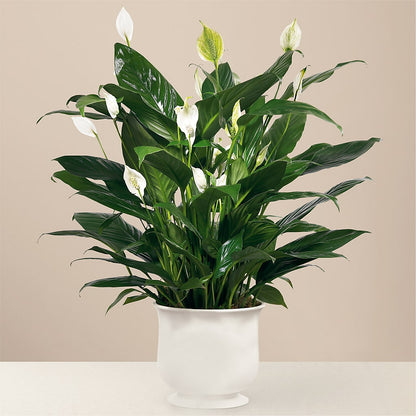 Comfort Planter – KRISTINA'S BASKETS AND BOUQUETS, Smithfield NC