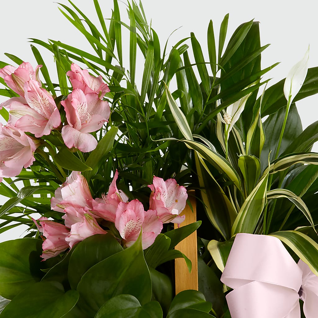 Living Spirit Dishgarden – KRISTINA'S BASKETS AND BOUQUETS, Smithfield NC