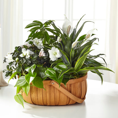 Serene Dishgarden – KRISTINA'S BASKETS AND BOUQUETS, Smithfield NC